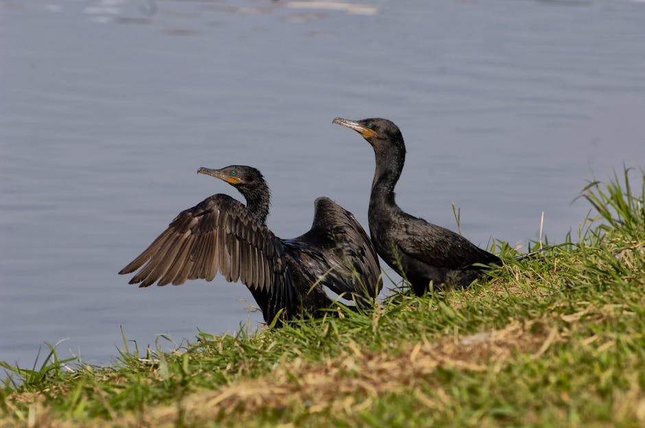 Two cormorants resting on the grassy edge of a pond or river in a garden setting, with one bird spreading its wings revealing dark, glossy feathers and a slender, hooked beak, while the other stands u