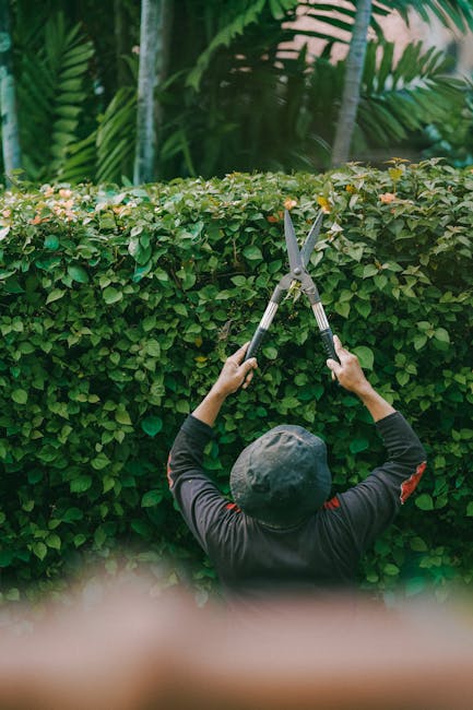 A person wearing a dark long-sleeved top and a black hat is trimming a lush, dense hedge with a pair of long-handled pruning shears. The hedge consists of small, glossy green leaves and runs along a w